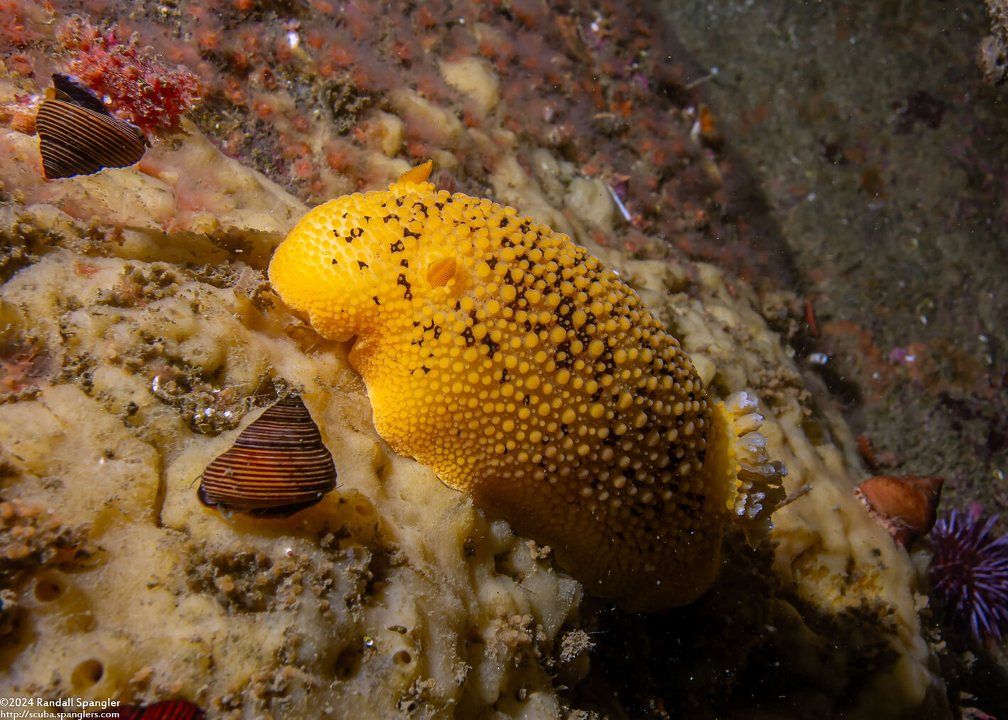 Peltodoris nobilis (Sea Lemon)