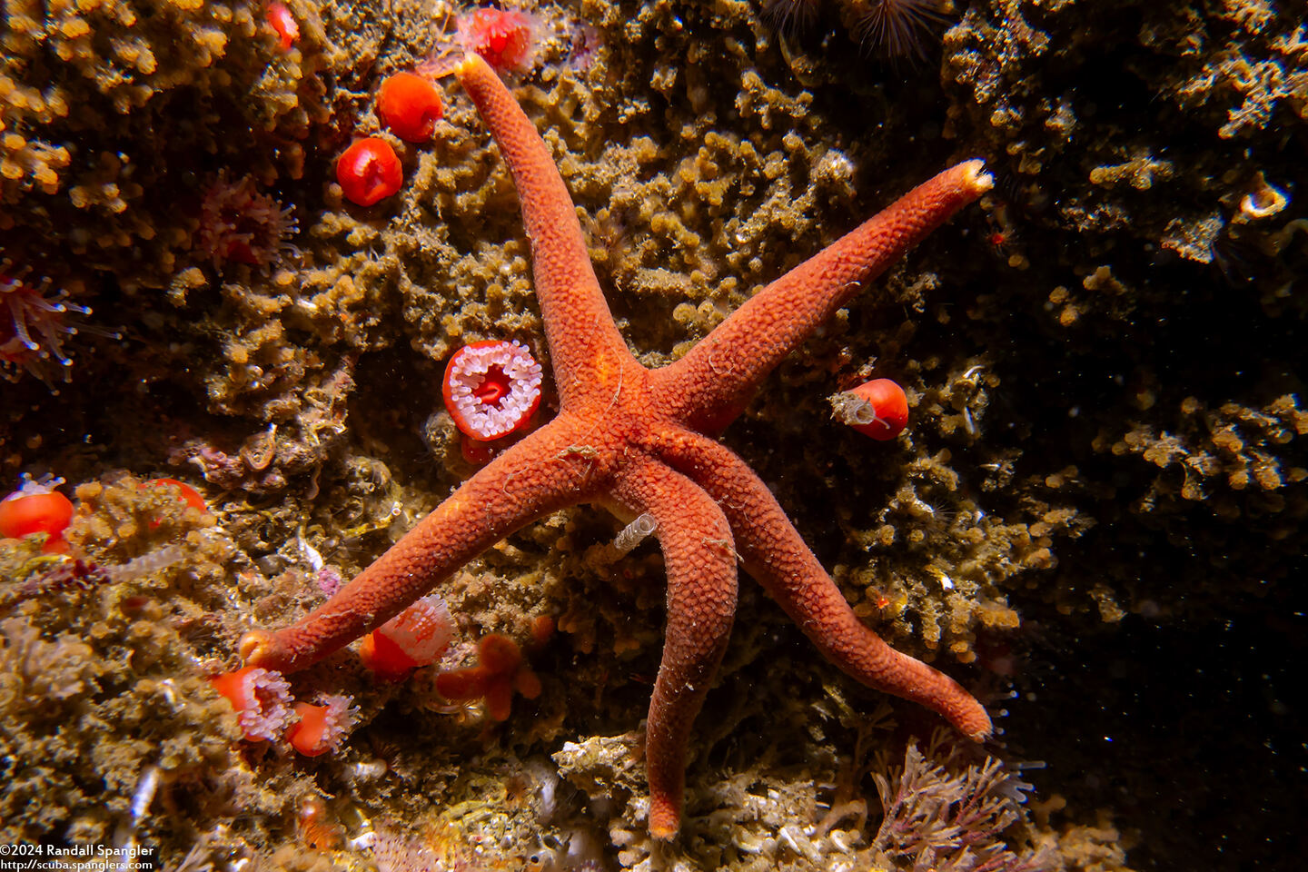 Henricia leviuscula (Blood Star)