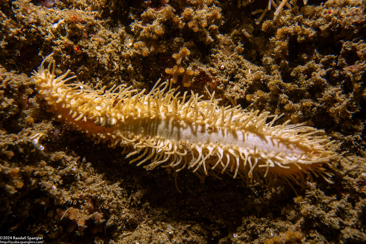 Eupentacta quinquesemita (White Sea Cucumber)