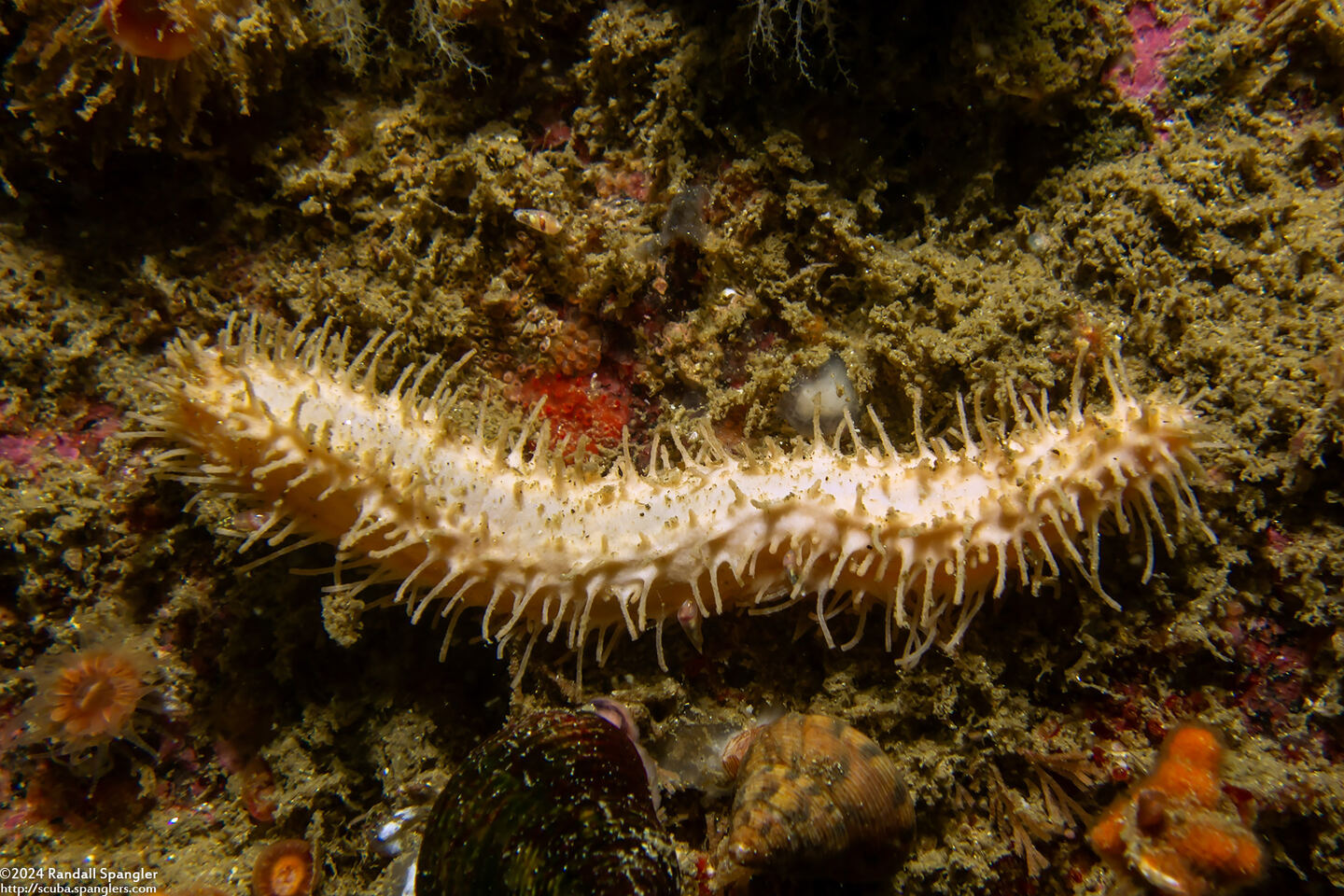 Eupentacta quinquesemita (White Sea Cucumber)