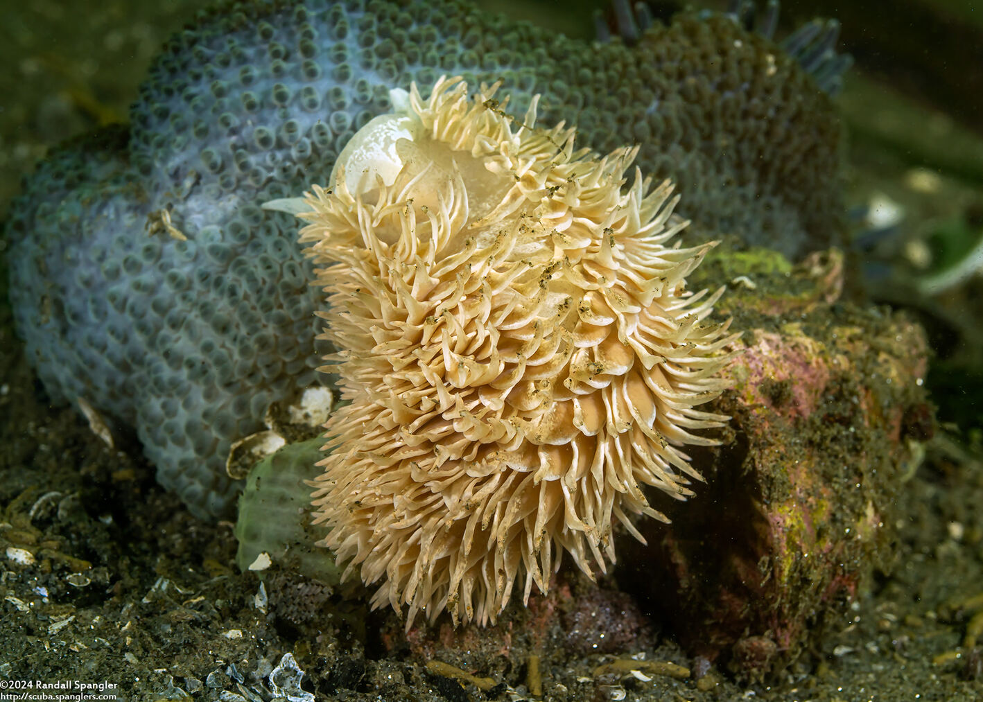 Aeolidia loui (Shag-Rug Aeolid); Feeding on anemone