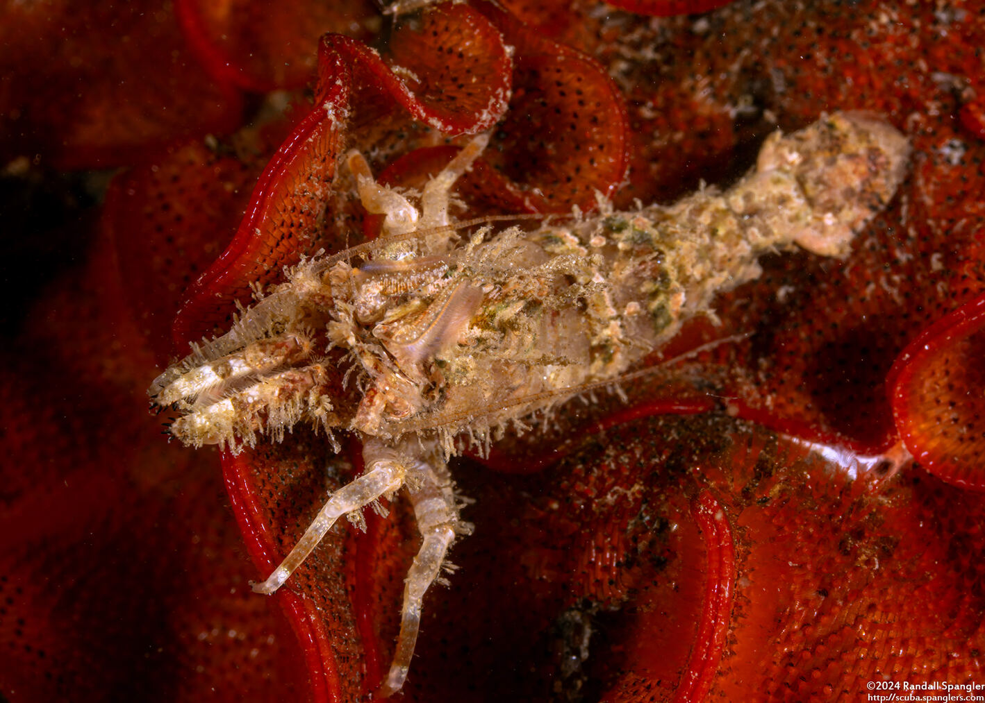 Spirontocaris lamellicornis (Dana's Blade Shrimp)