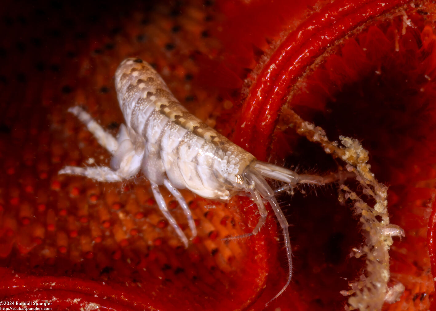 Sunamphitoe humeralis (Kelp Amphipod)