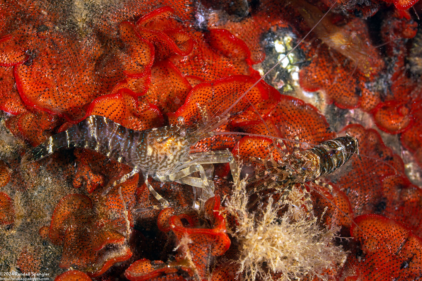 Heptacarpus palpator (Intertidal Coastal Shrimp)