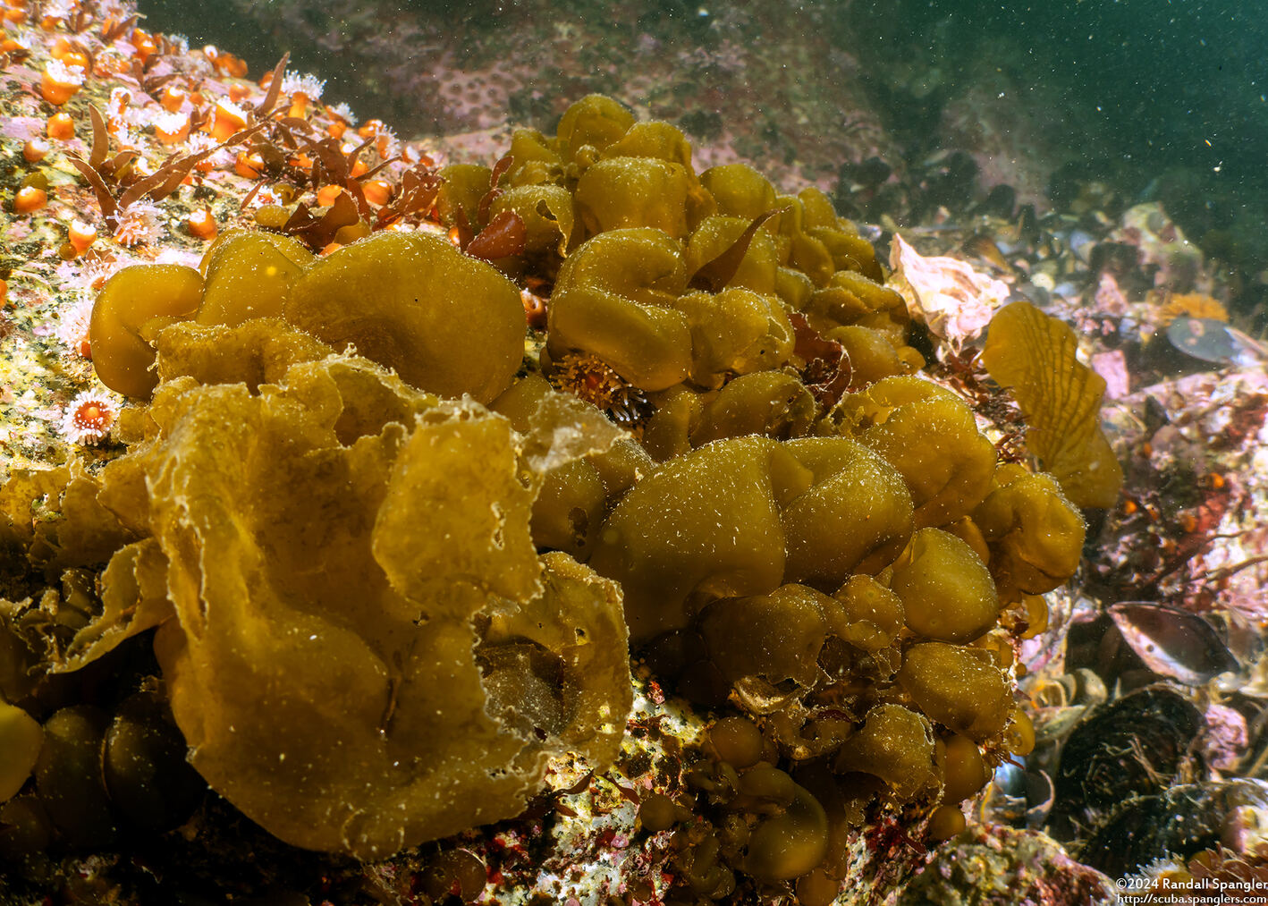 Colpomenia peregrina (Bulb Seaweed)