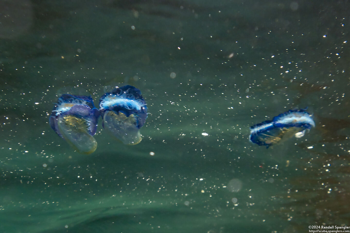 Velella velella (By-the-Wind Sailor)