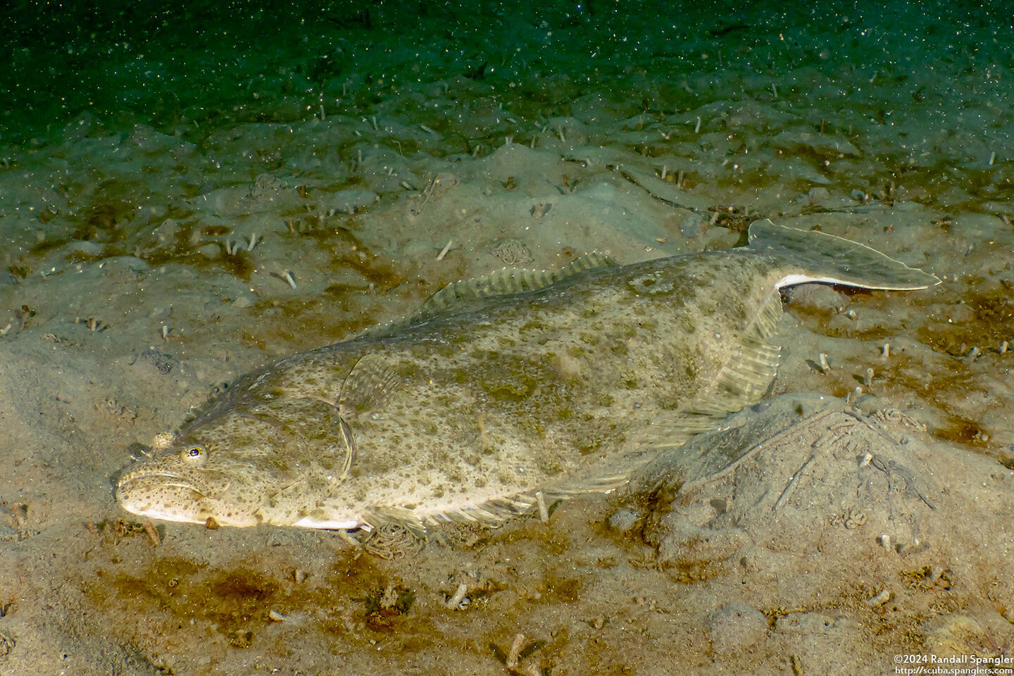 Paralichthys californicus (California Halibut)