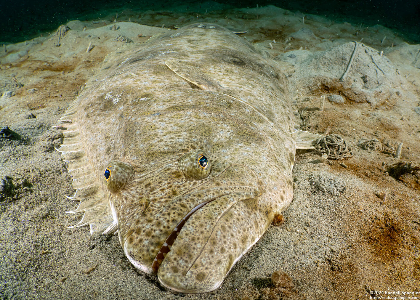 Paralichthys californicus (California Halibut)