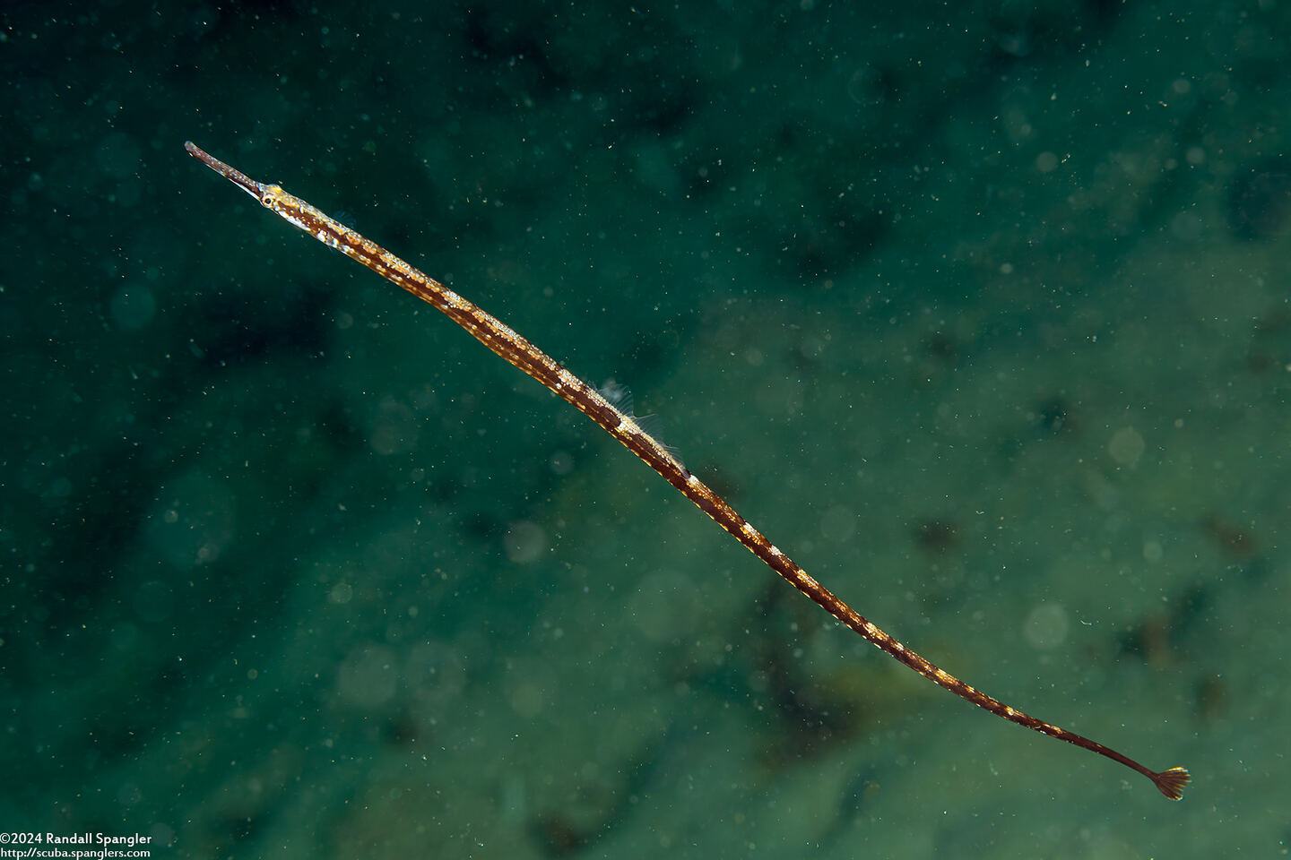 Syngnathus leptorhynchus (Bay Pipefish)