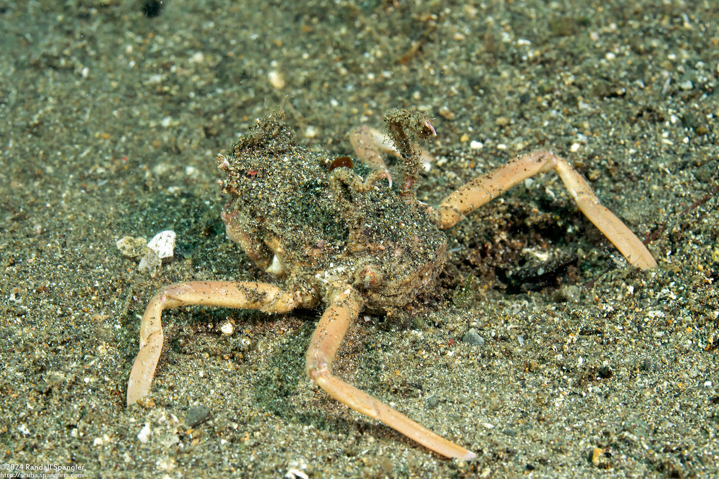 Dorippe frascone (Urchin Carry Crab)