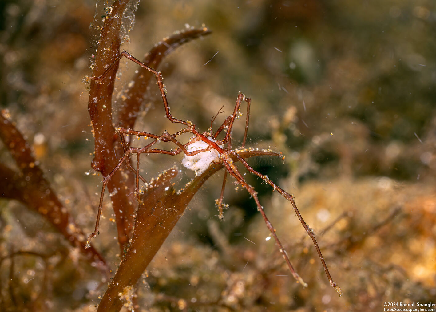 Class Pycnogonida (Sea Spider); Carrying eggs