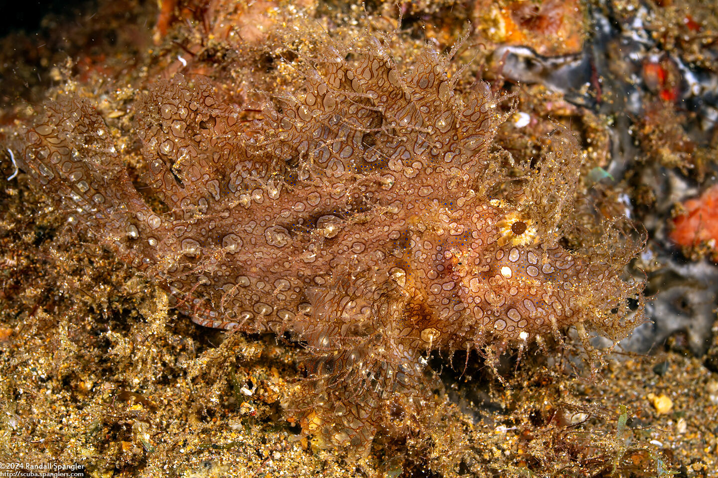 Rhinopias frondosa (Weedy Scorpionfish)