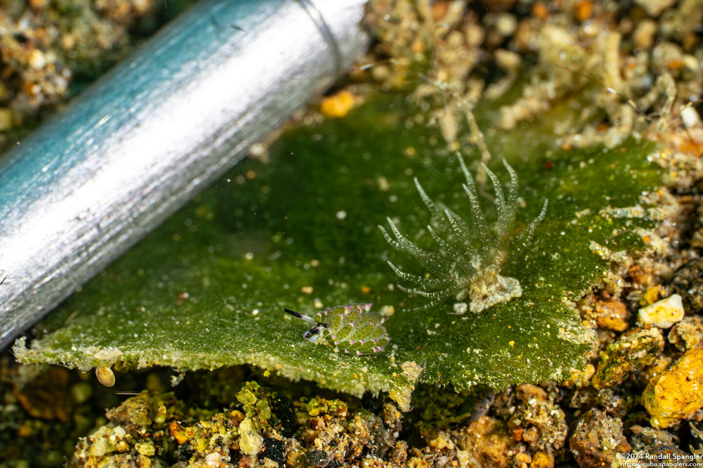 Costasiella kuroshimae (Kuro Sapsucking Slug); Compare size to dive pointer