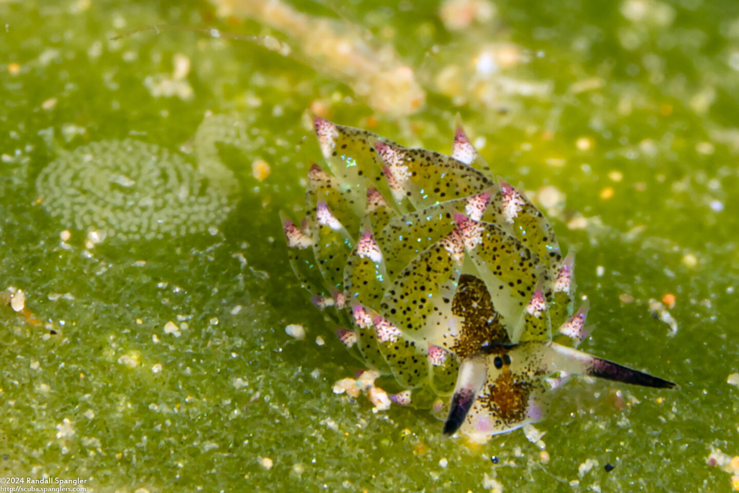 Costasiella kuroshimae (Kuro Sapsucking Slug); With eggs