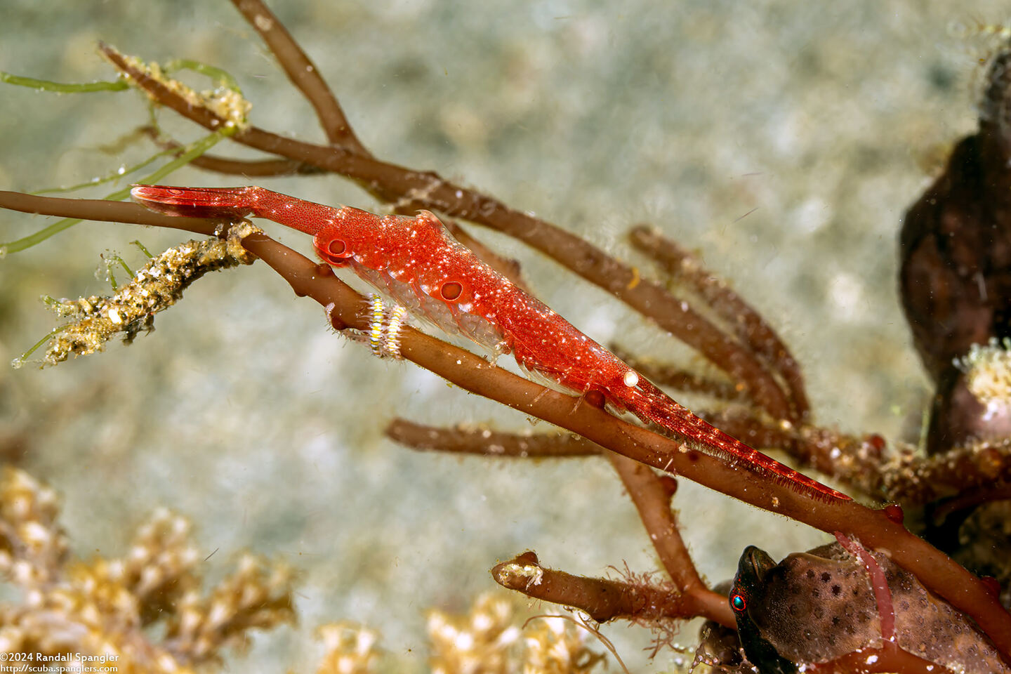 Tozeuma lanceolatum (Ocellated Tozeuma Shrimp); Carrying eggs