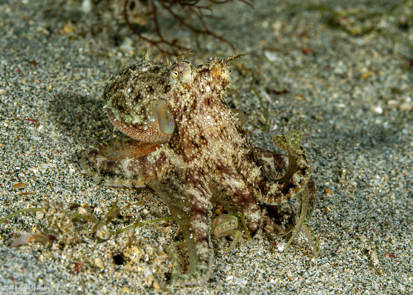 Amphioctopus marginatus (Coconut Octopus)