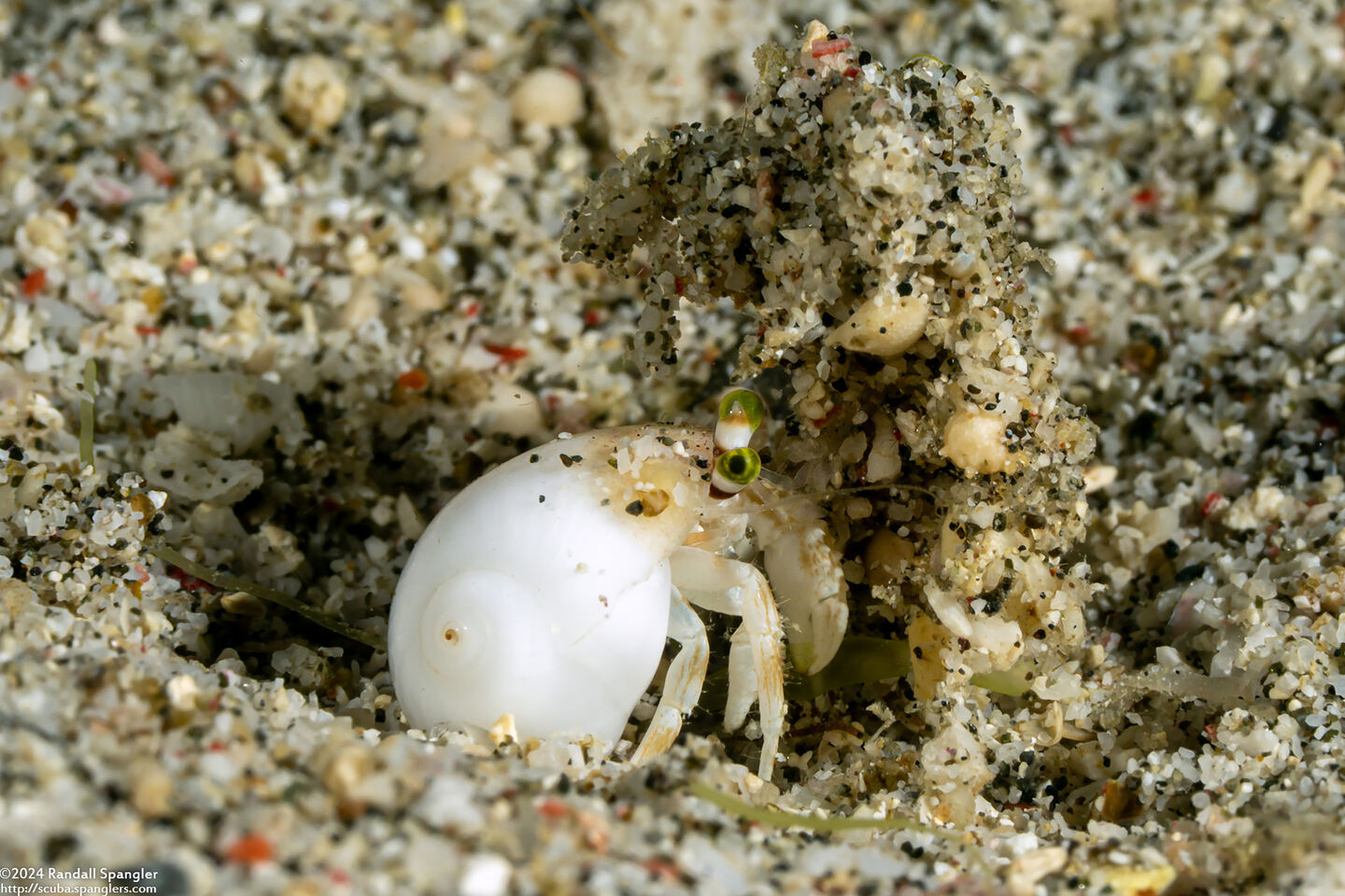 Dardanus deformis (Pale Anemone Hermit Crab)