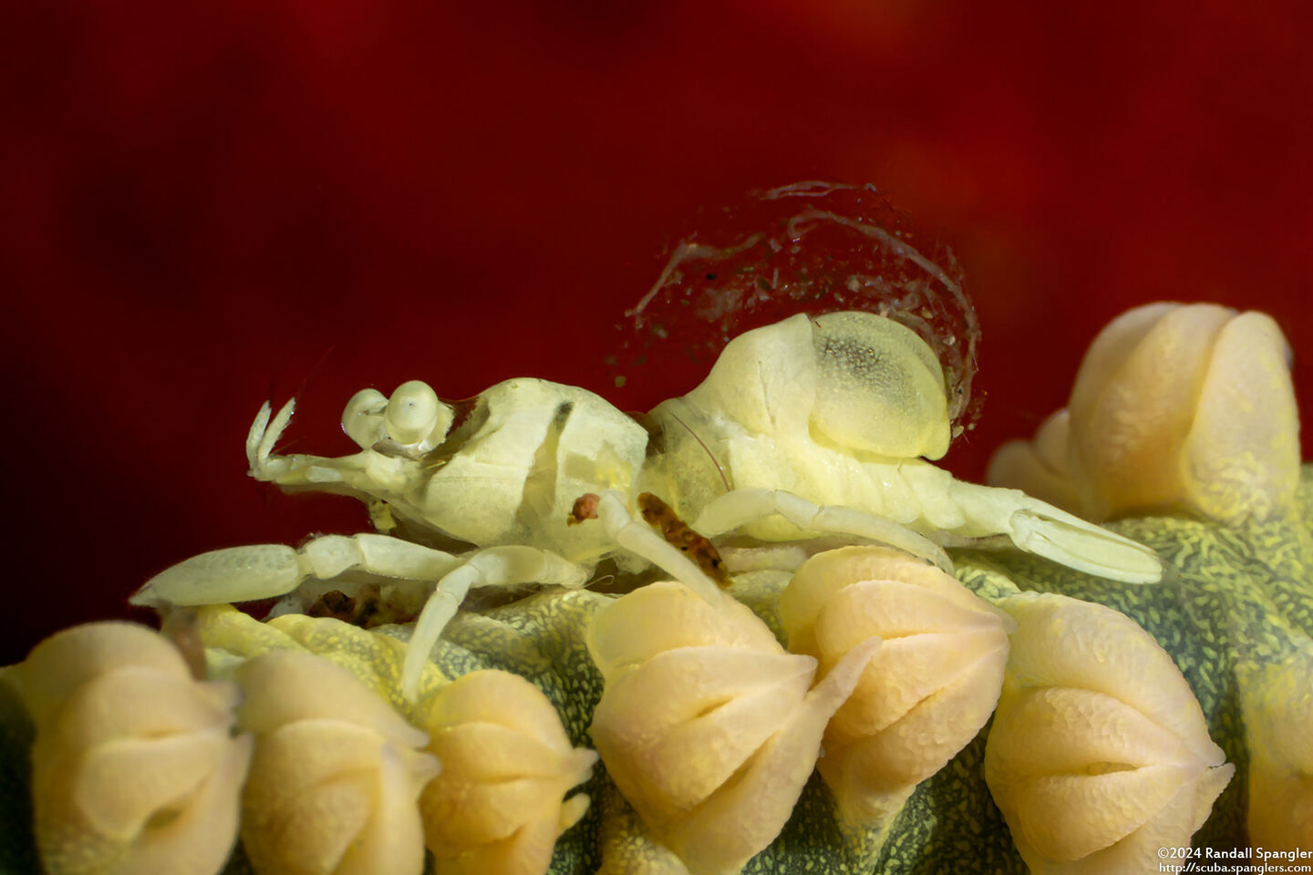 Family Bopyridae (Bopyrid Parasite); Bopyrid parasite on shrimp