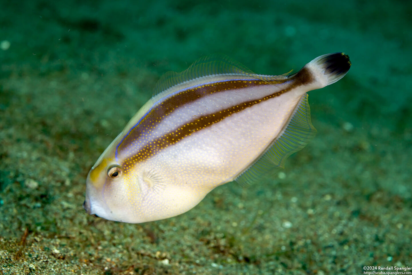 Pseudalutarius nasicornis (Rhino Filefish)