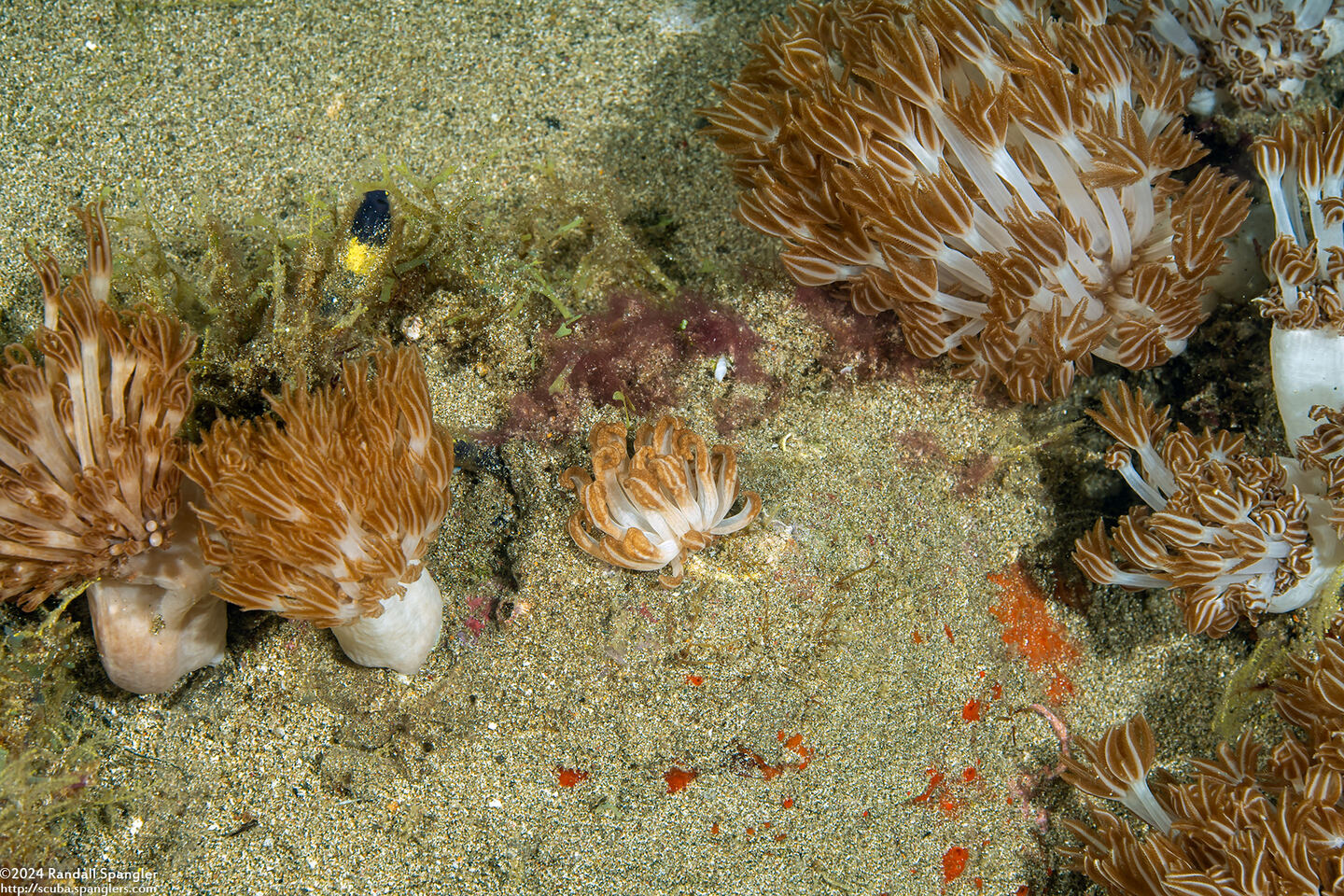 Phyllodesmium jakobsenae (Jakobsen’s Phyllodesmium); In center, surrounded by Xenia soft coral