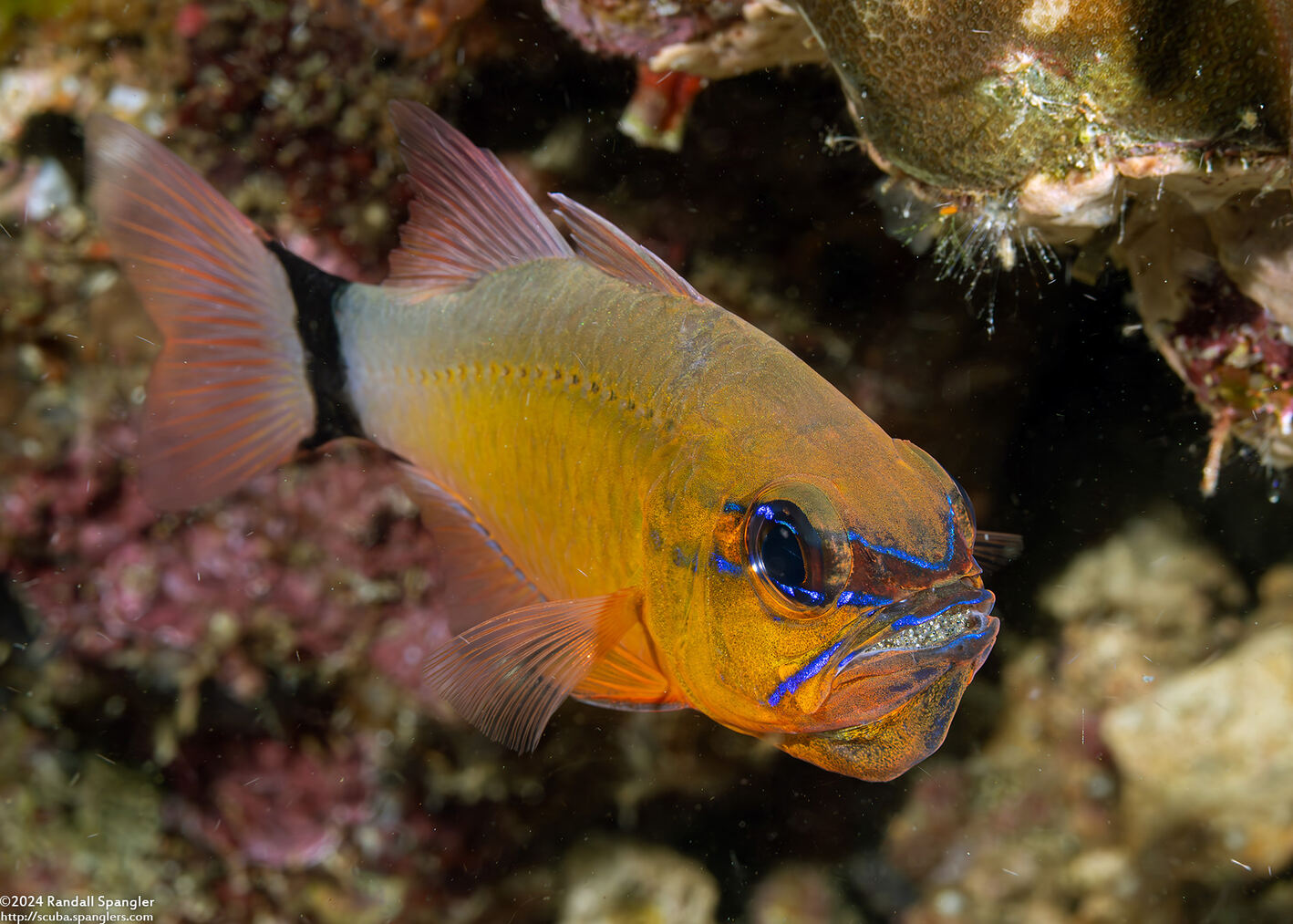Ostorhinchus aureus (Ringtailed Cardinalfish); With eggs in its mouth