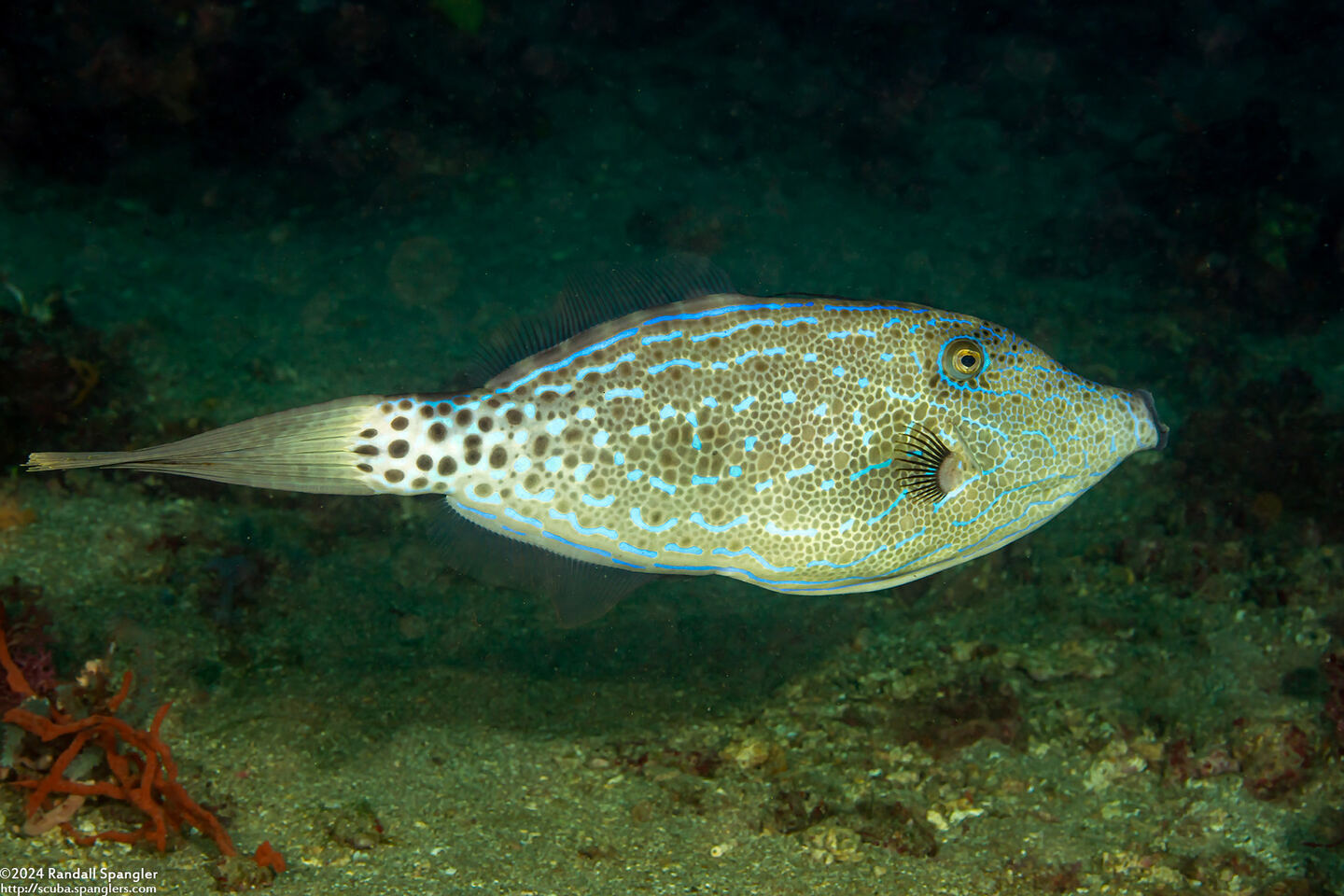 Aluterus scriptus (Scrawled Filefish)