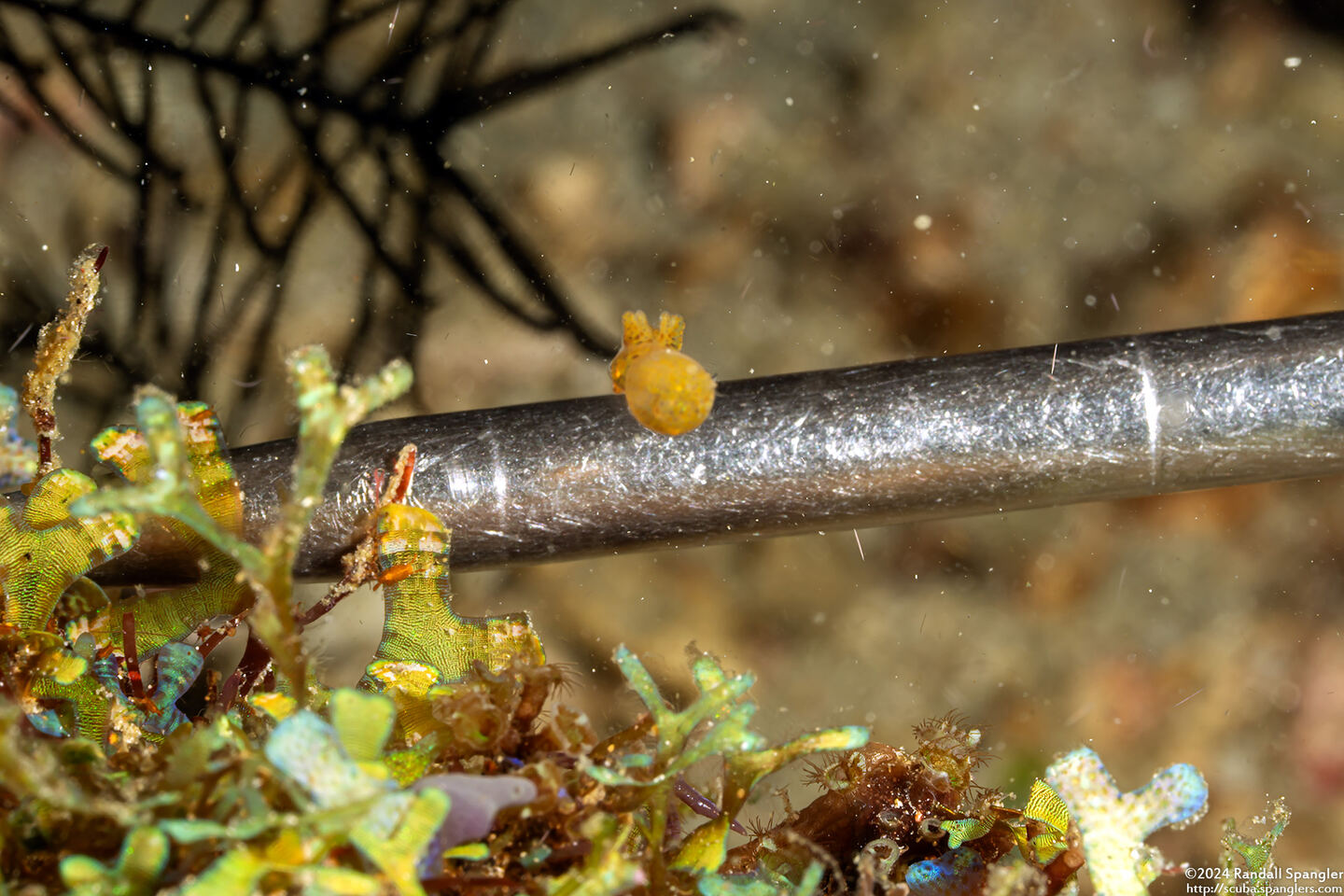 Idiosepius pygmaeus (Twotone Pygmy Squid); Compare size to dive pointer
