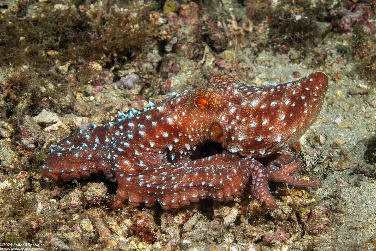 Callistoctopus luteus (Starry Night Octopus)