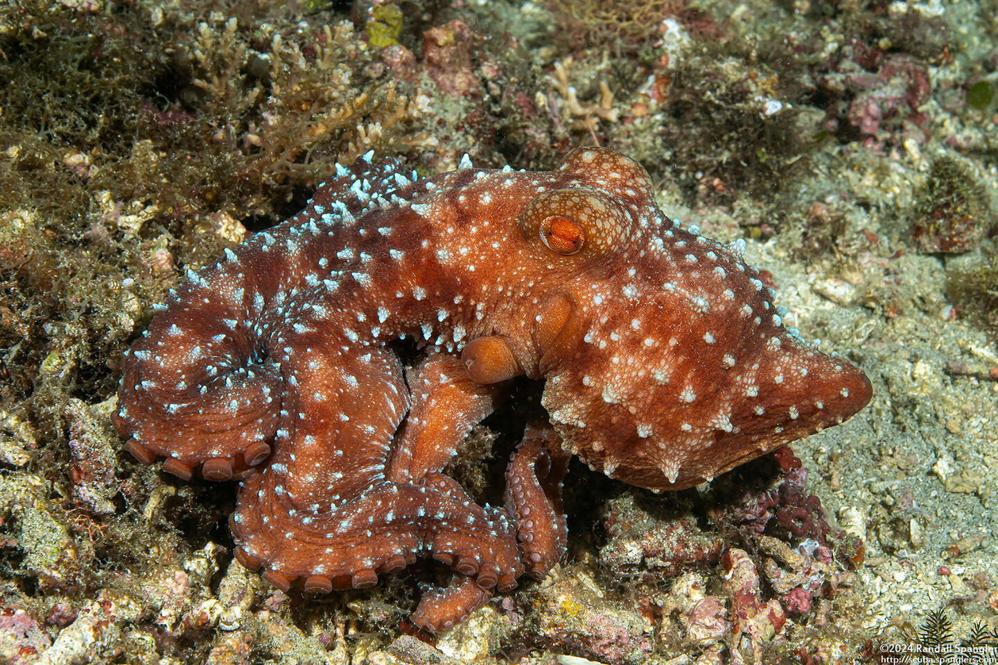 Callistoctopus luteus (Starry Night Octopus)