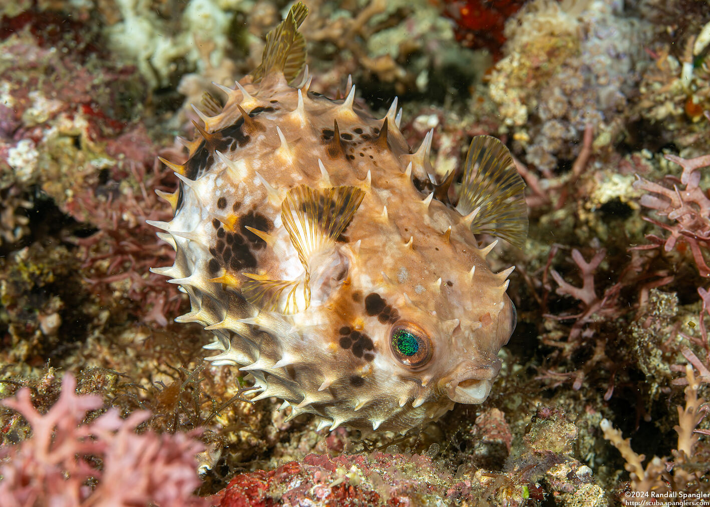 Cyclichthys orbicularis (Orbicular Burrfish); Puffed up