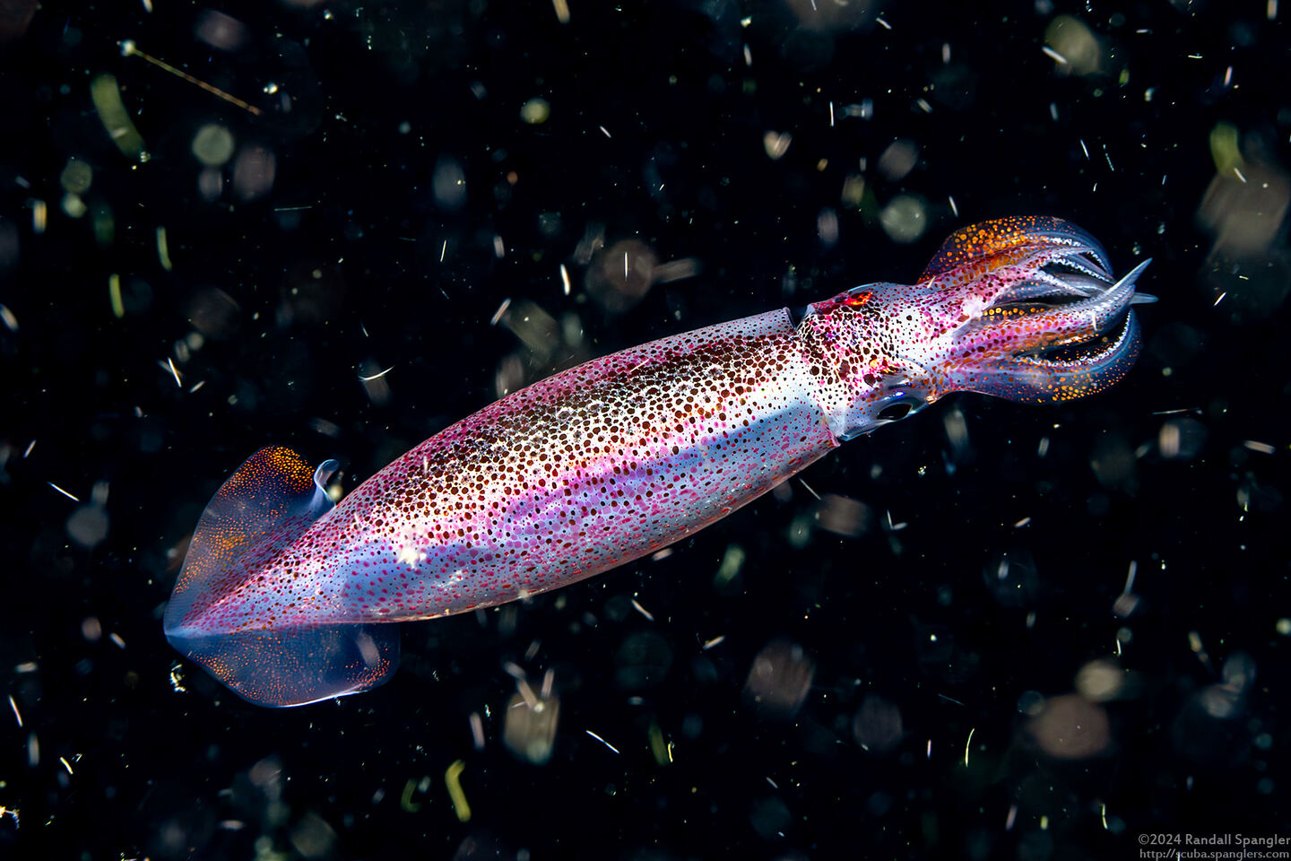 Sthenoteuthis oualaniensis (Purple Back Flying Squid)