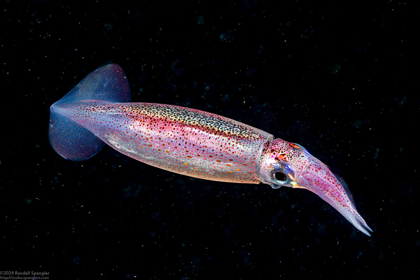 Sthenoteuthis oualaniensis (Purple Back Flying Squid)