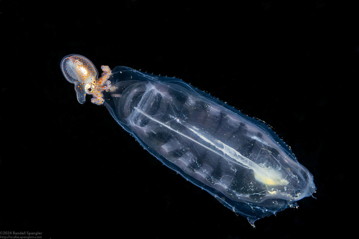 Argonauta hians (Paper Nautilus)