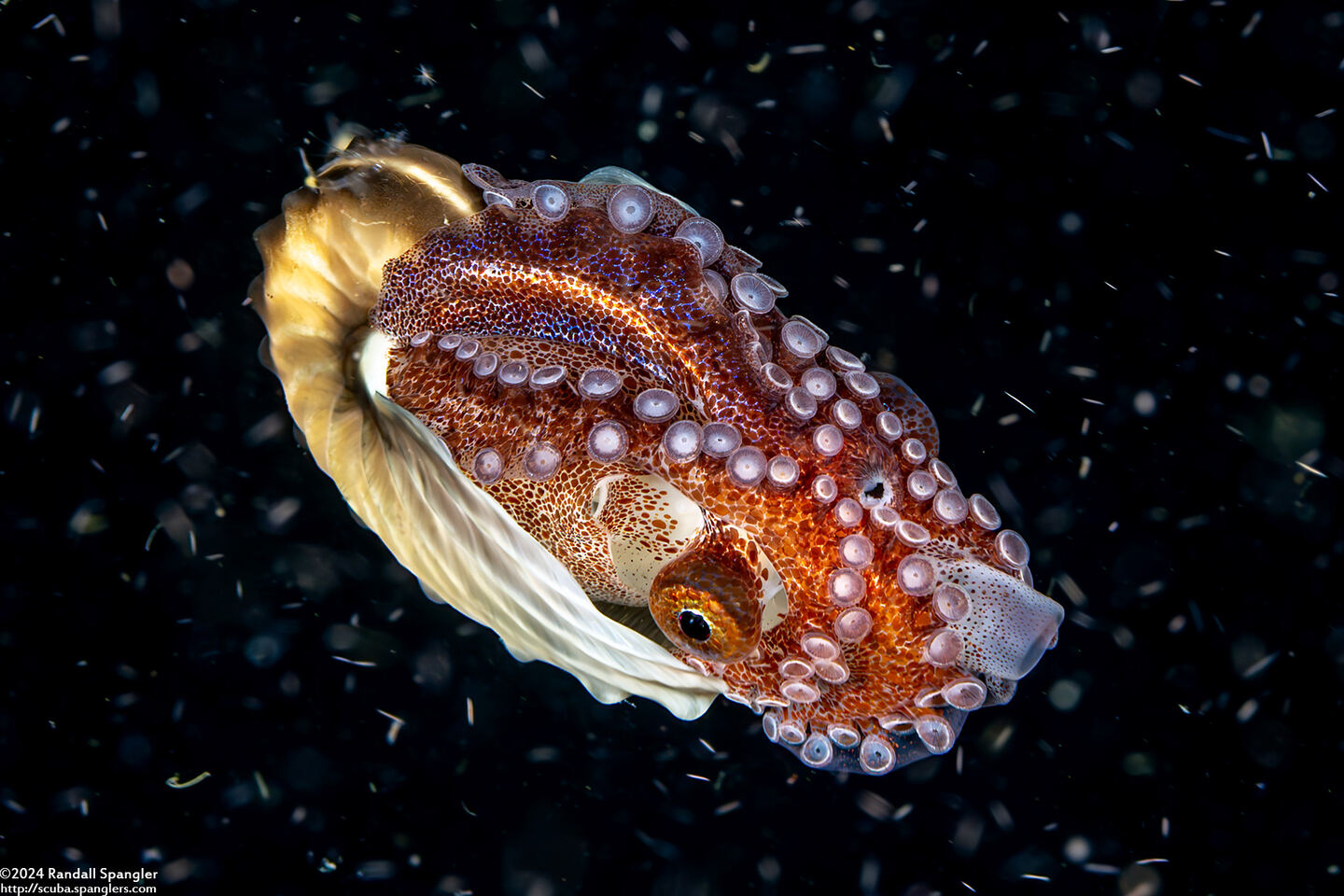 Argonauta hians (Paper Nautilus)