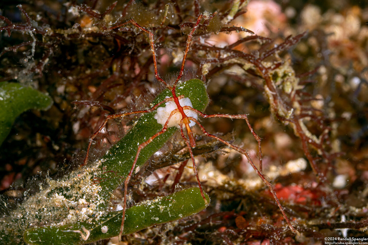 Class Pycnogonida (Sea Spider); Carrying eggs