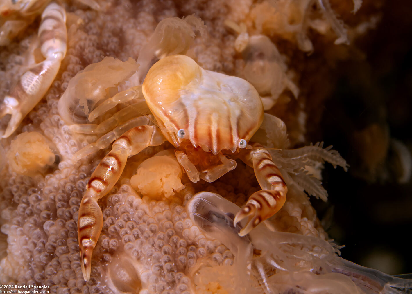 Porcellanella triloba (Three-Lobed Porcelain Crab); Possibly with parasites under carapace