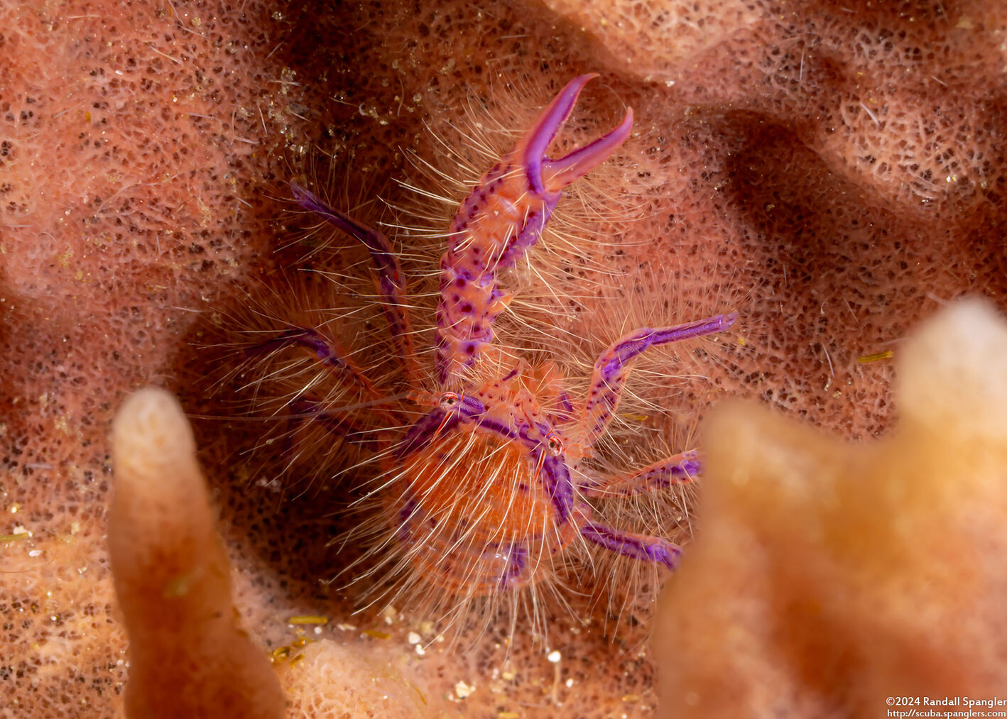 Lauriea siagiani (Hairy Squat Lobster)