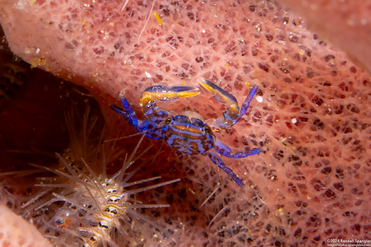 Aliaporcellana spongicola (Porcelain Crab)