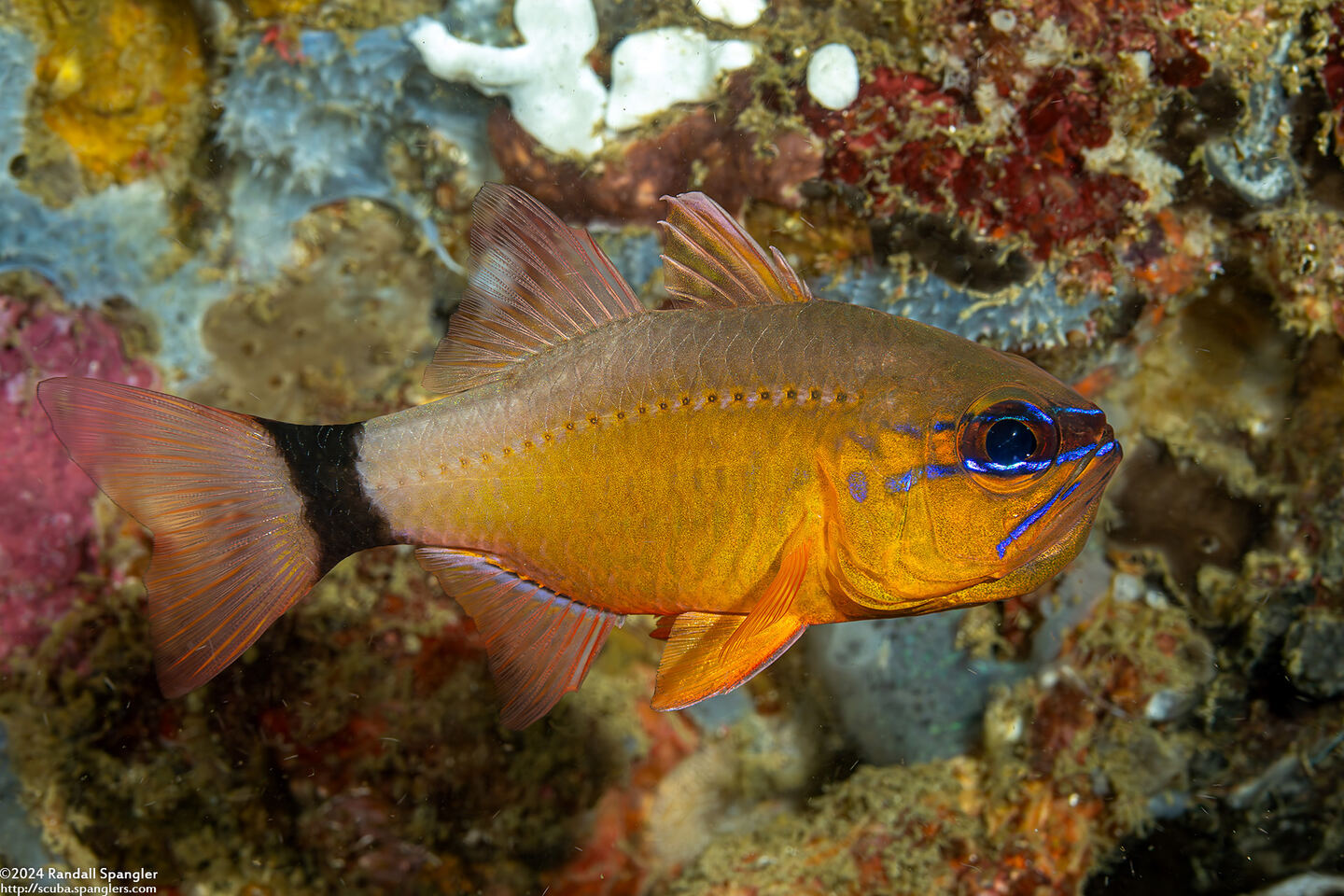 Ostorhinchus aureus (Ringtailed Cardinalfish); With eggs in its mouth