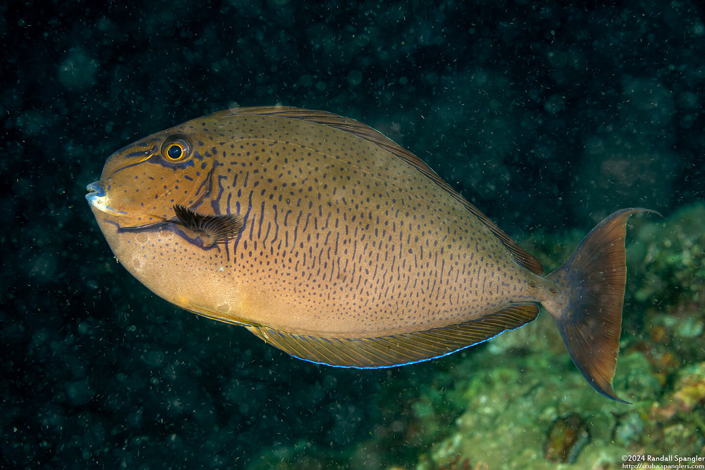 Naso vlamingii (Bignose Unicornfish)