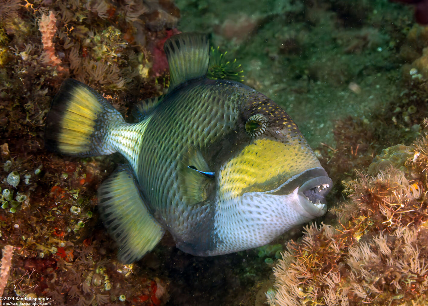 Balistoides viridescens (Titan Triggerfish); Getting cleaned; note cleaner wrasse in gill