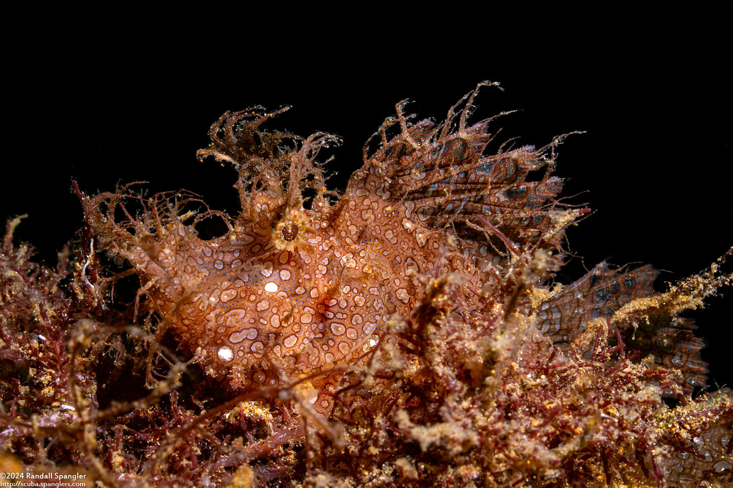 Rhinopias frondosa (Weedy Scorpionfish)