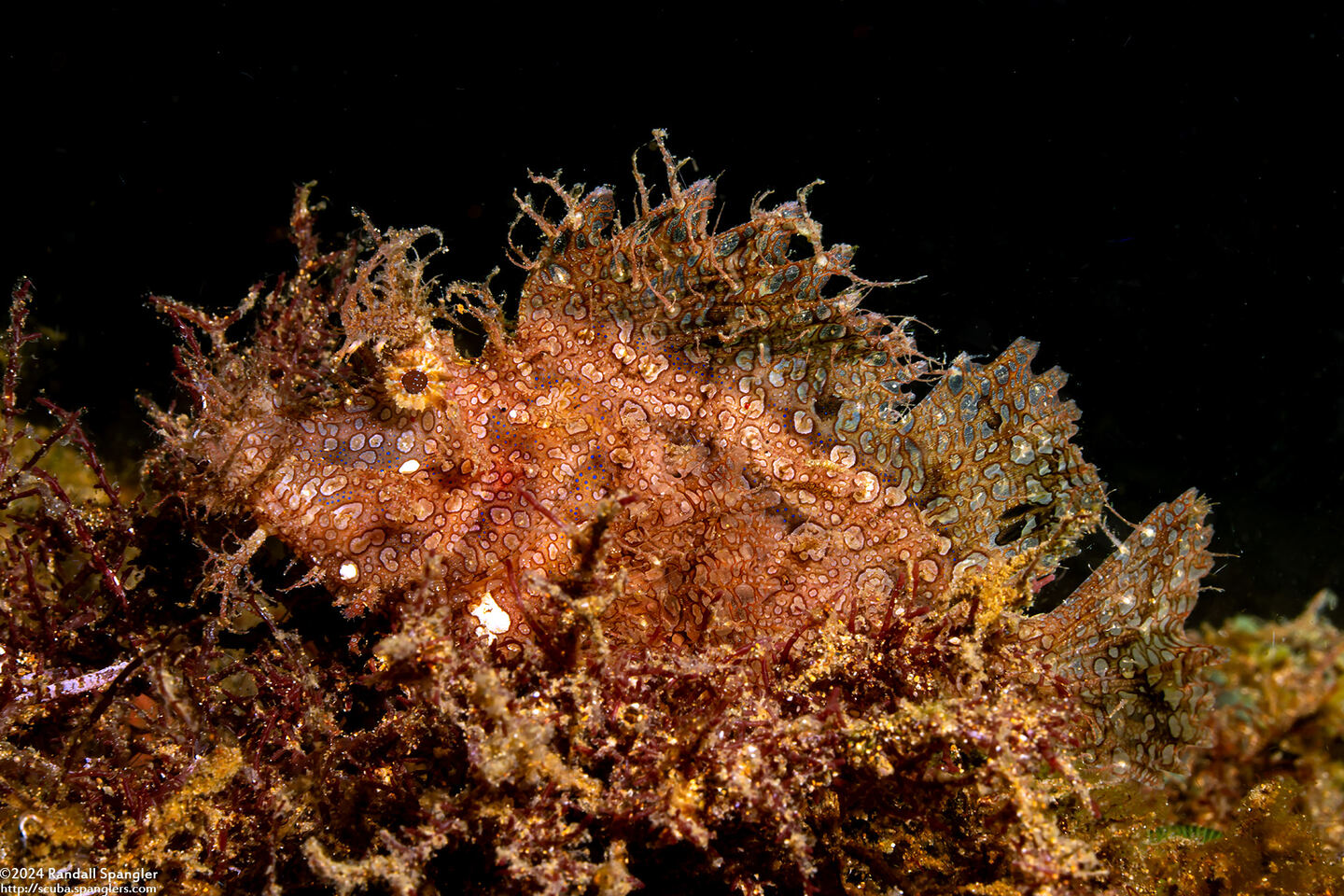 Rhinopias frondosa (Weedy Scorpionfish)
