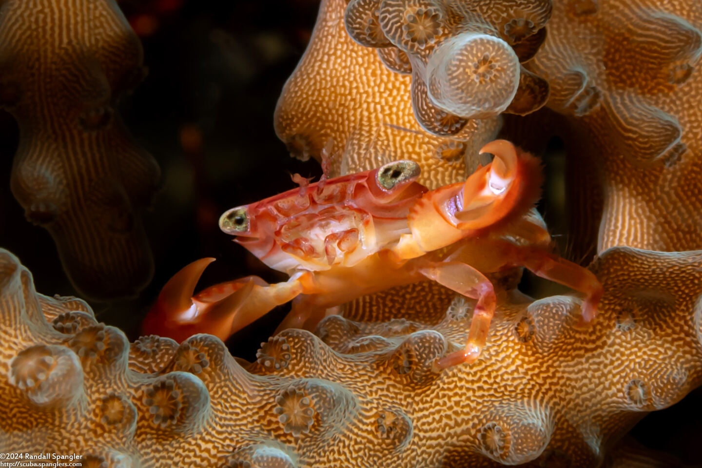 Trapezia serenei (Serene's Guard Crab)