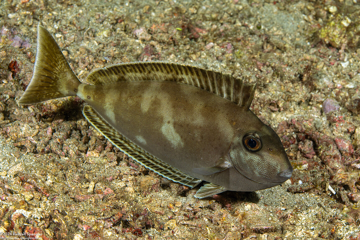 Naso annulatus (Whitemargin Unicornfish)