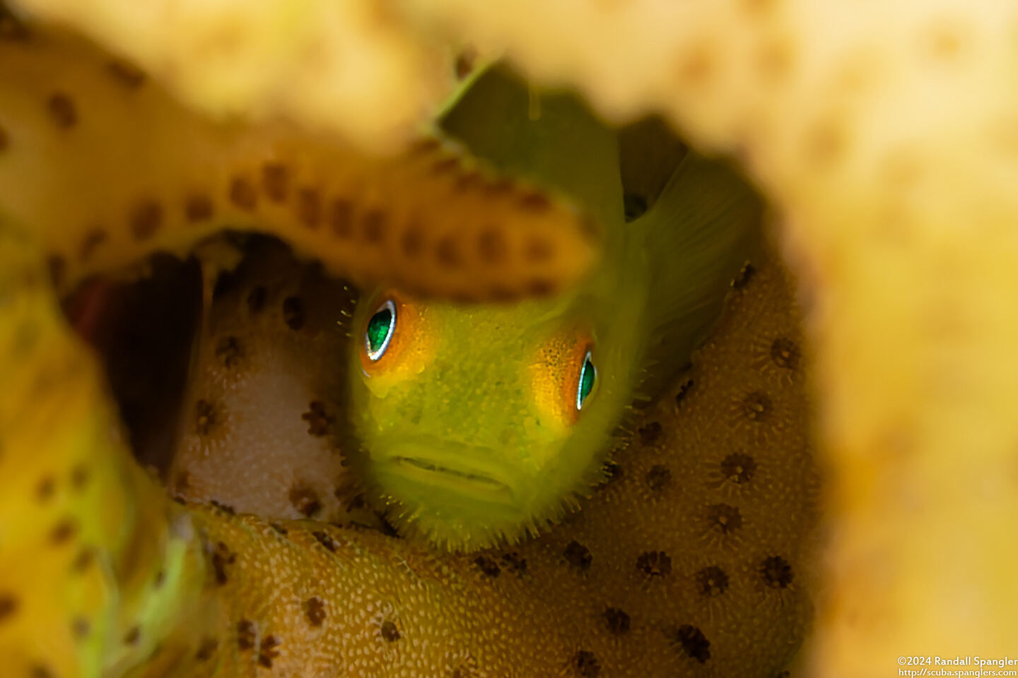 Paragobiodon xanthosoma (Emerald Coralgoby)