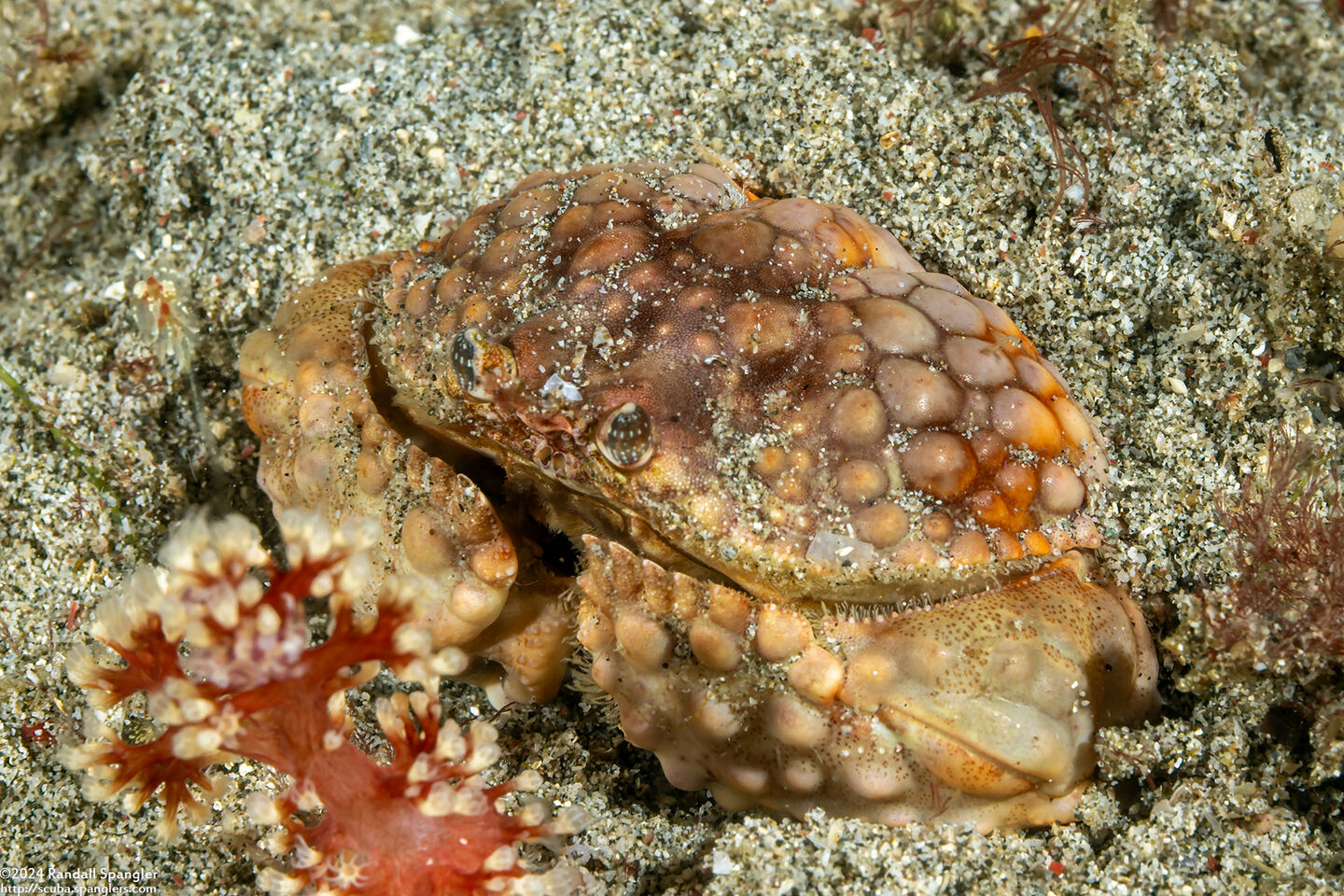 Calappa capellonis (Elongated Box Crab)