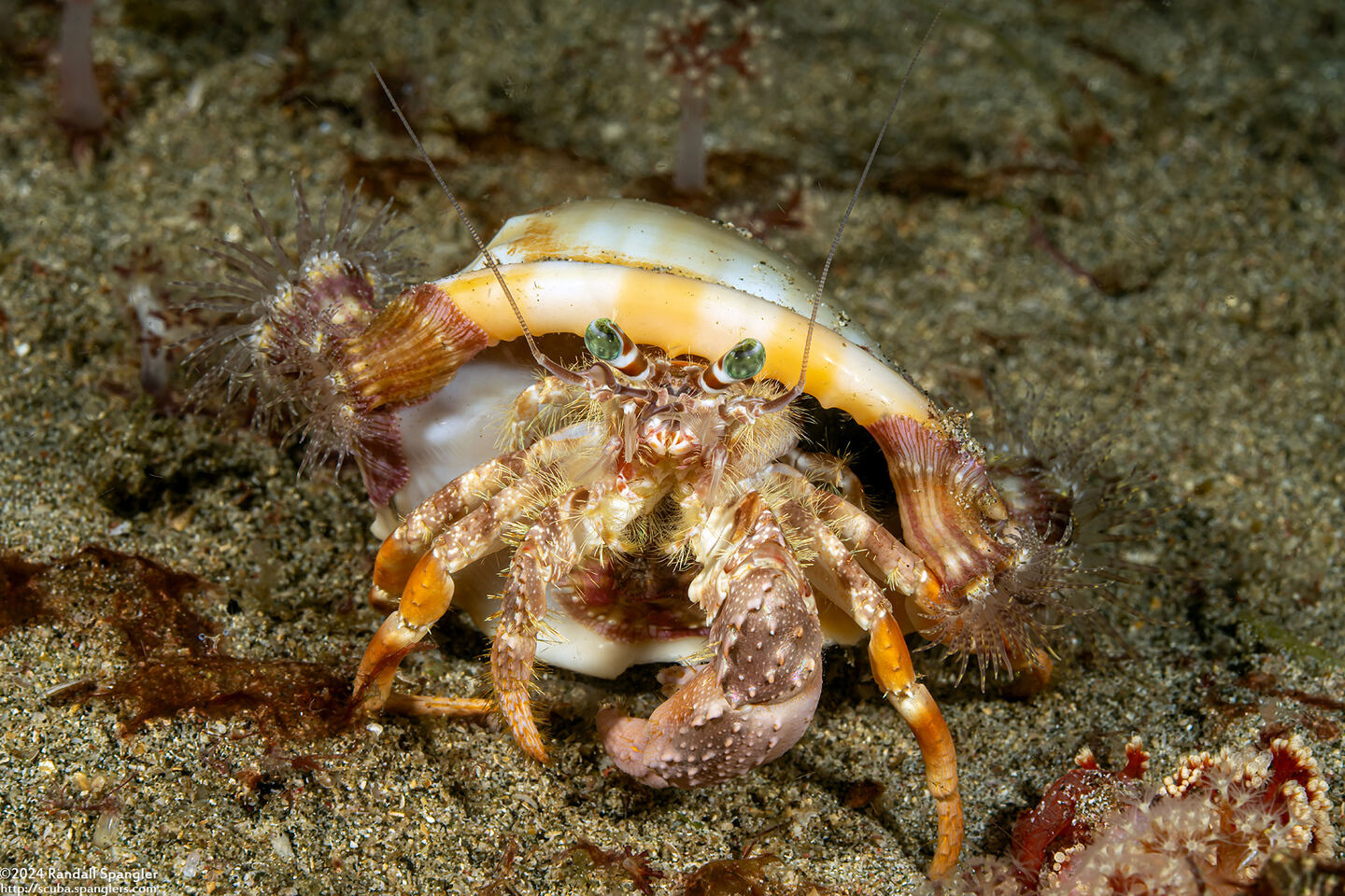 Dardanus pedunculatus (Anemone Hermit Crab)