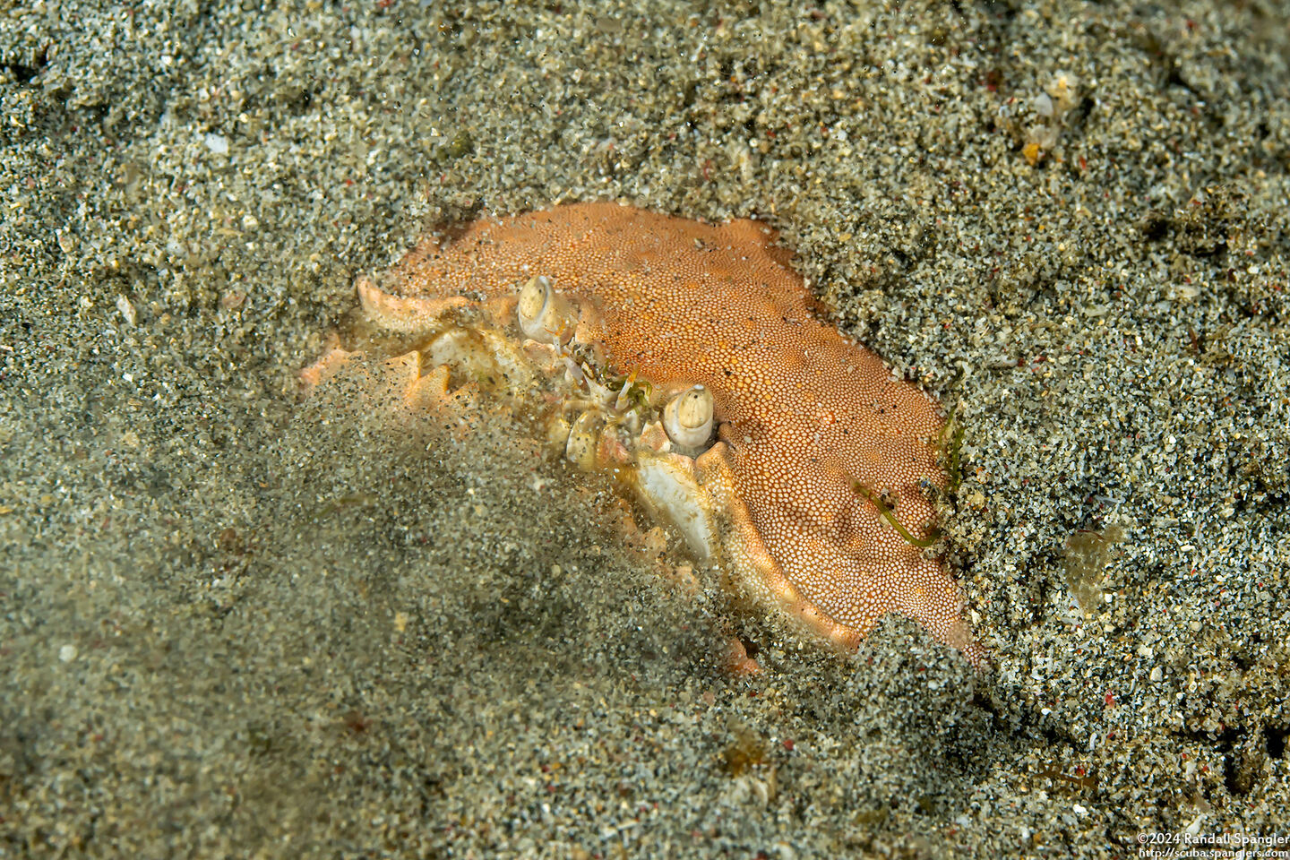 Calappa calappa (Giant Box Crab); Burying itself