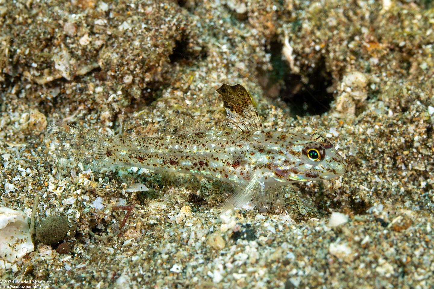 Fusigobius melacron (Blacktip Sandgoby)